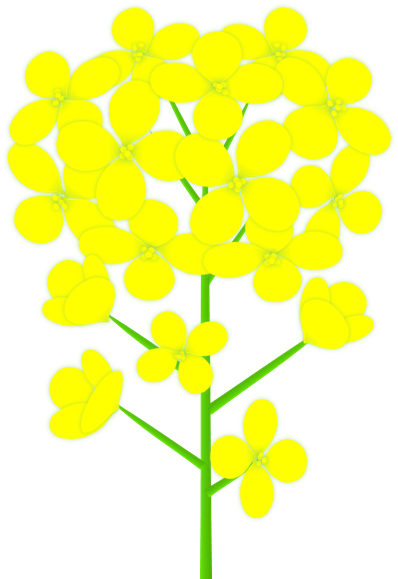 茎付きの黄色い菜の花 Aタイプ のイラスト 無料イラスト素材 ちいさないきもの