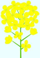茎付きの黄色い菜の花（Aタイプ）のイラスト