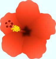 赤いハイビスカスの花のイラスト