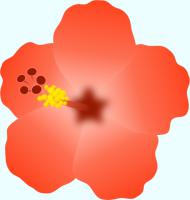 朱色のハイビスカスの花のイラスト