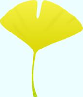 イチョウの葉（黄色）のイラスト