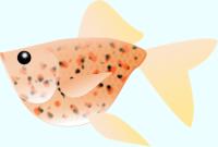 キャリコ模様の金魚（デフォルメ）のイラスト