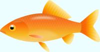 オレンジ色の金魚（和金）のイラスト
