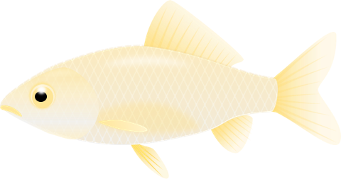 白い金魚 和金 のイラスト 無料イラスト素材 ちいさないきもの
