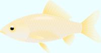 白い金魚（和金）のイラスト