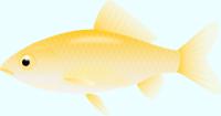 黄色い金魚（和金）のイラスト