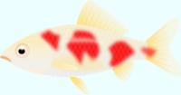 白地に赤い模様の金魚（和金）のイラスト