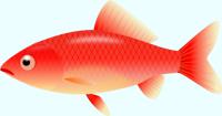 赤い金魚（和金）のイラスト
