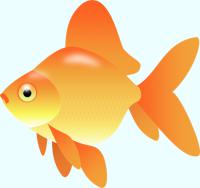 オレンジ色の金魚（琉金）のイラスト