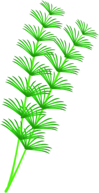 キンギョ藻のイラスト