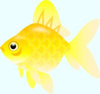 こいのぼり模様の金魚のイラスト（黄）