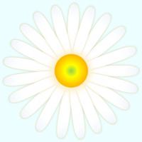 白いマーガレット花ののイラスト