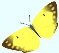 黄色い蝶（モンキチョウ）のイラスト