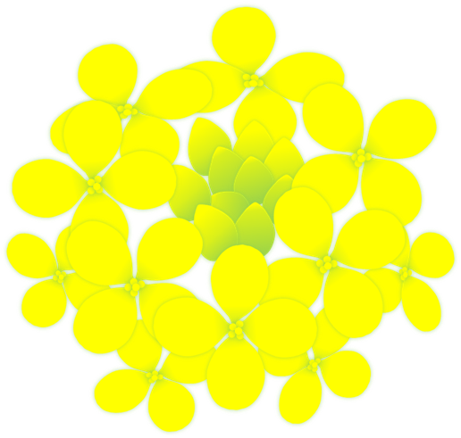 黄色い菜の花のイラスト 無料イラスト素材 ちいさないきもの