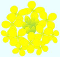 黄色い菜の花のイラスト