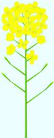 茎付きの黄色い菜の花（Bタイプ）のイラスト