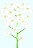 茎付きの白い菜の花のイラスト