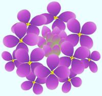 紫色の菜の花のイラスト
