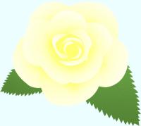 白いバラ（葉付き）のイラスト