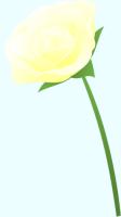白いバラ（茎付き）のイラスト