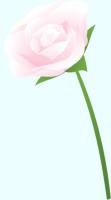薄いピンクのバラ（茎付き）のイラスト