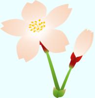 桜の花とつぼみのイラスト