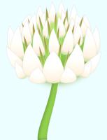 シロツメクサの花のイラスト