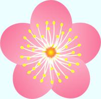 薄いピンク色の梅の花のイラスト