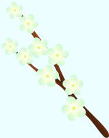 枝付きの白い梅の花のイラスト